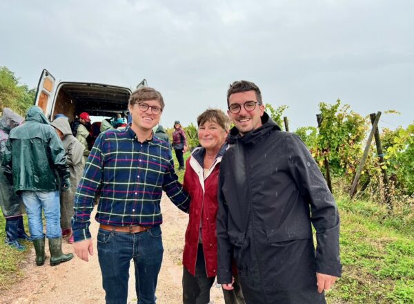 Vendanges pluvieuses en Alsace