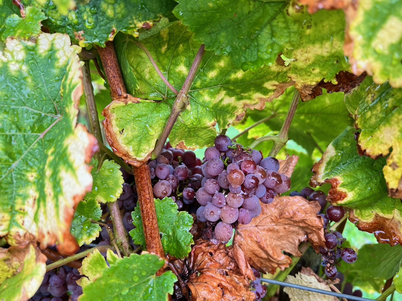 Grappe de raisin avant vendanges en Alsace