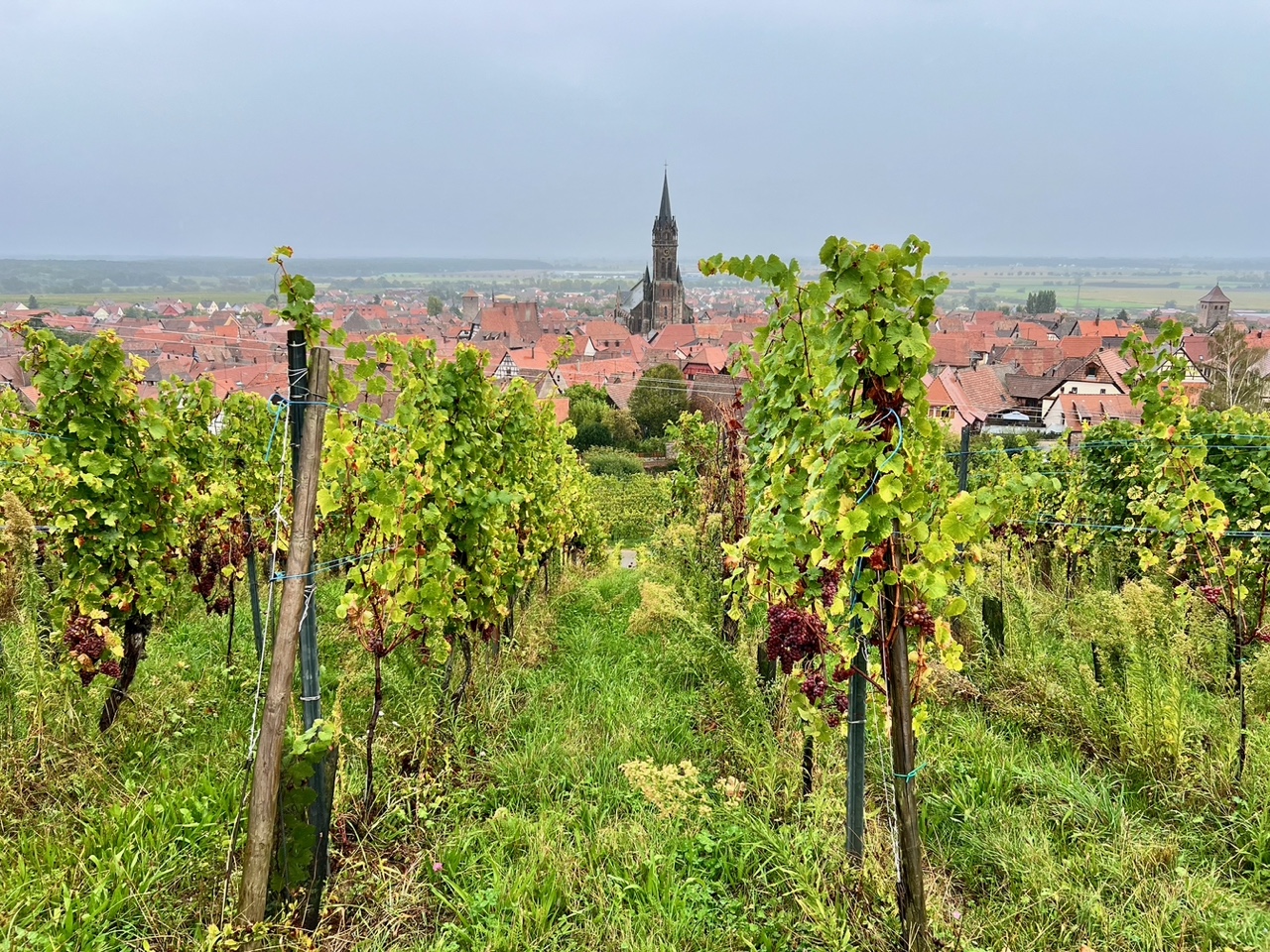 Vignes sous la brume pendant les vendanges en Alsace