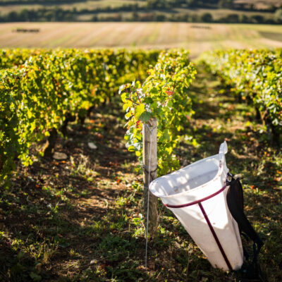 Vendanges en Centre-Loire