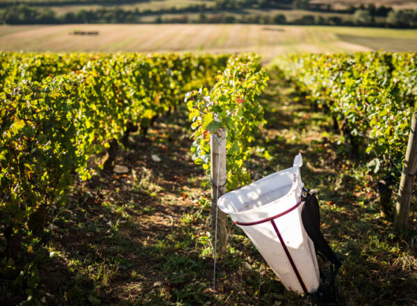 Vendanges en Centre-Loire