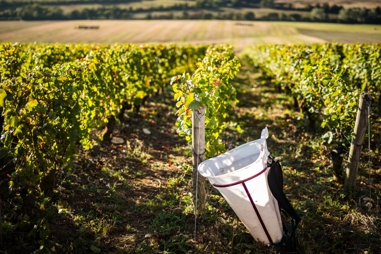 Vendanges en Centre-Loire