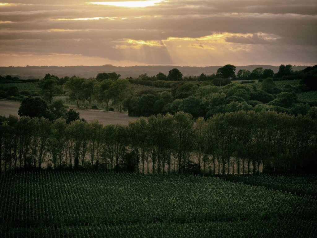 Domaine Evremond paysage, vignoble anglais de Taittinger