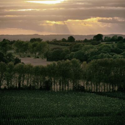 Domaine Evremond paysage, vignoble anglais de Taittinger