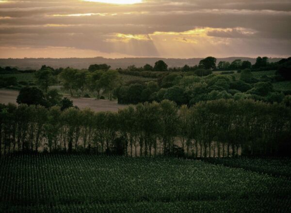 Domaine Evremond paysage, vignoble anglais de Taittinger