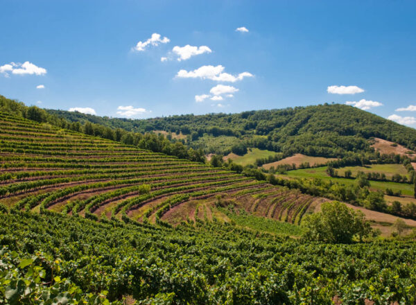 Marcillac dans les vignobles du Sud-Ouest