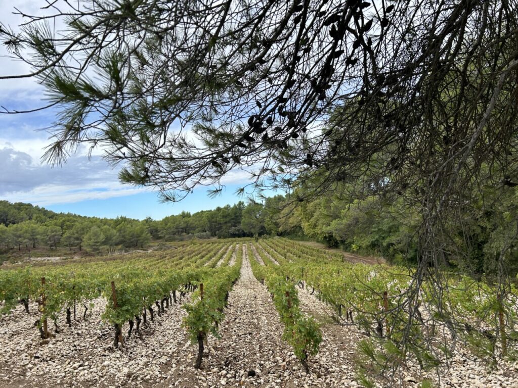 Vignes du domaine de Trévallon