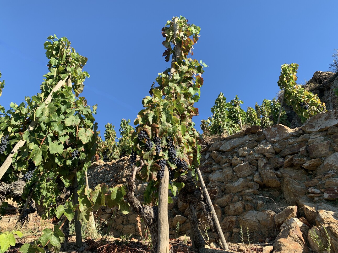 Vignes en Rhône nord, où le millésime 2024 s'annonce prometteur