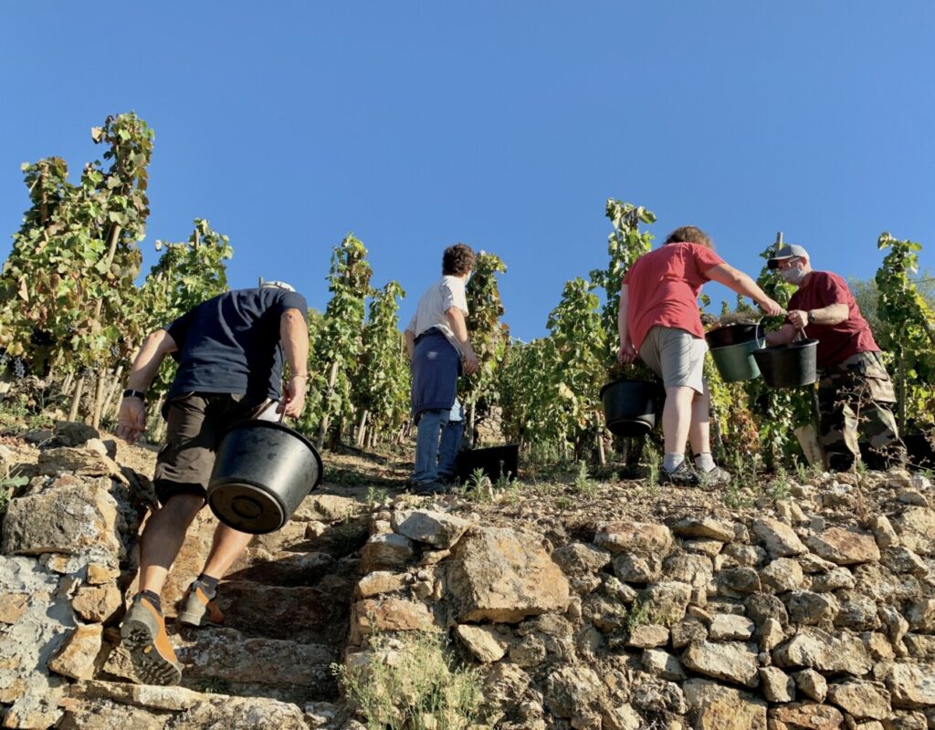 Vendanges en Rhône nord