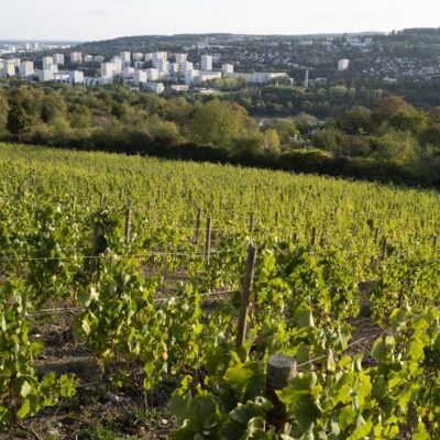 Vignes à Dijon où siège l'oiv