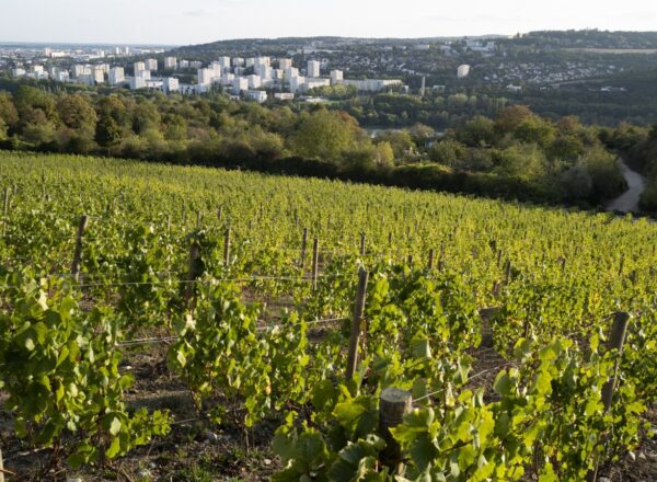 Vignes à Dijon où siège l'oiv