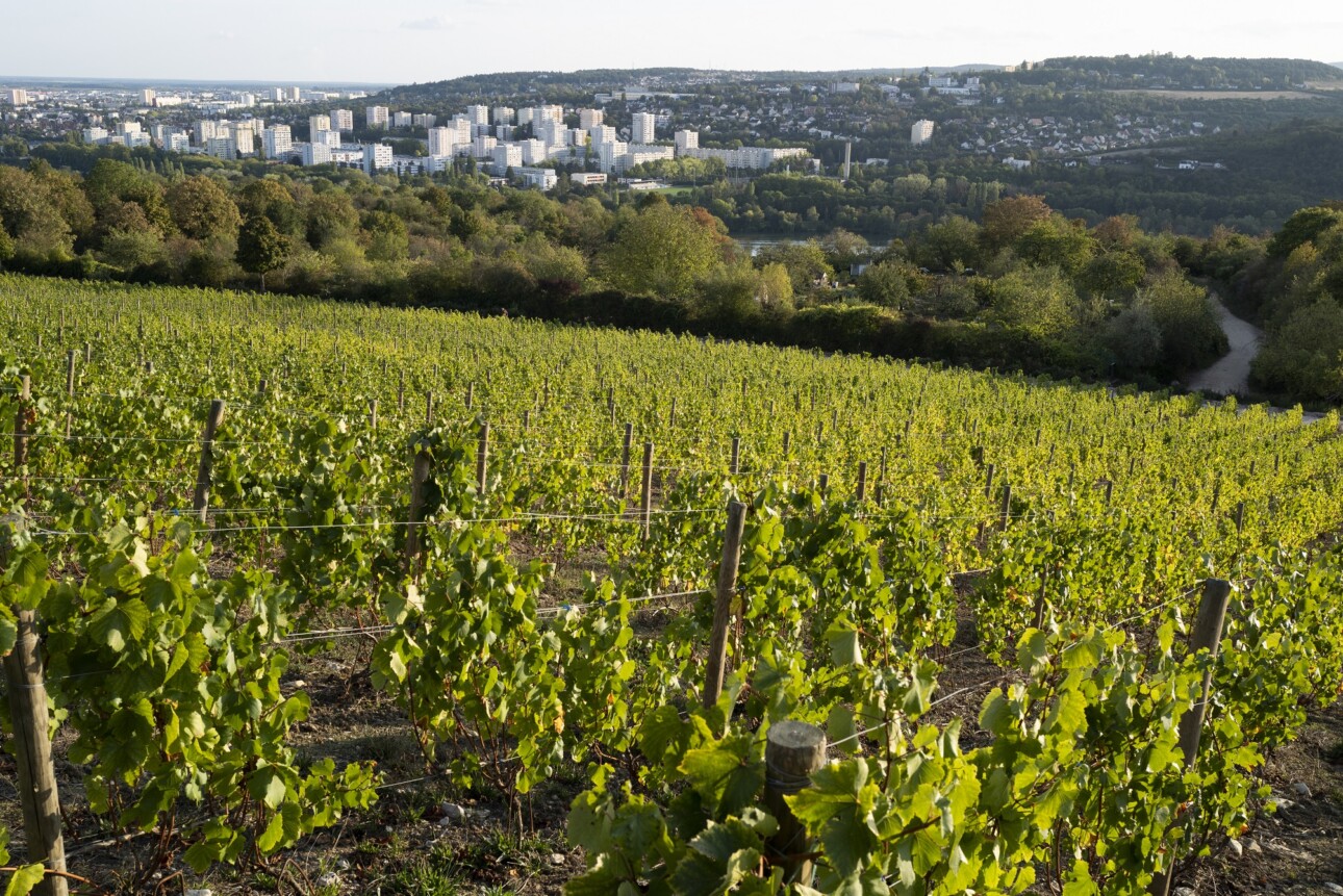 Vignes à Dijon où siège l'oiv