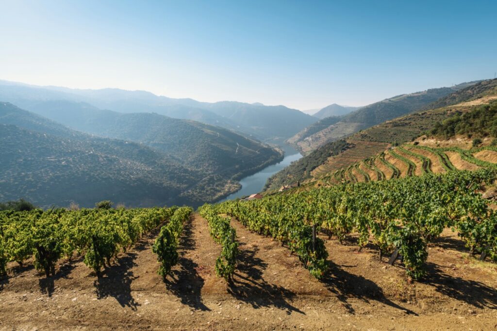 vignes de porto, vignoble en crise