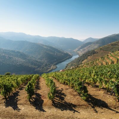 vignes de porto, vignoble en crise