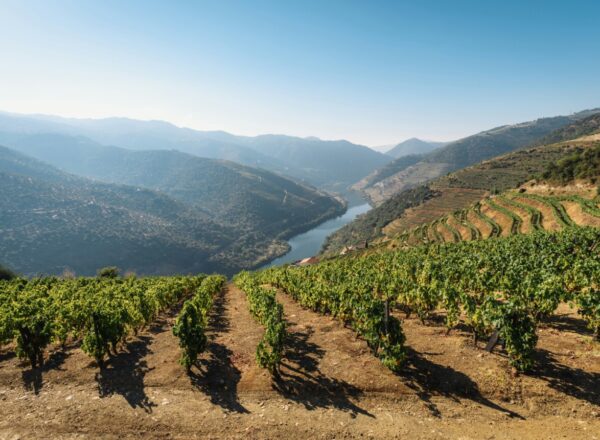 vignes de porto, vignoble en crise