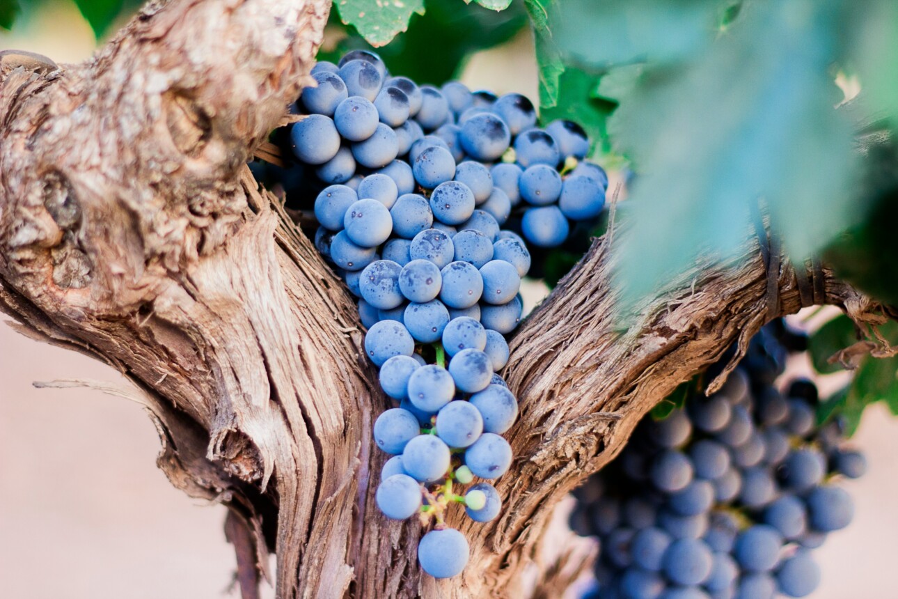 Vigne pour illustrer la volonté de l'OIV de développer durablement le vin