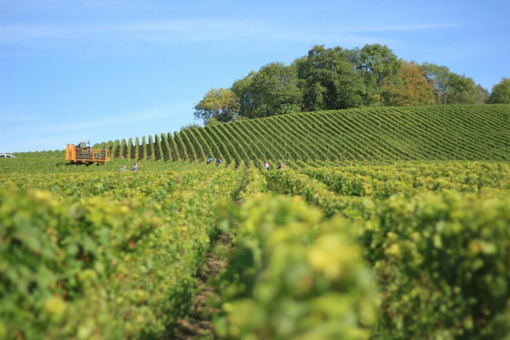 Vignes pour illustrer la transmission