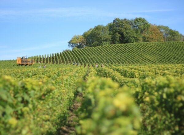 Vignes pour illustrer la transmission