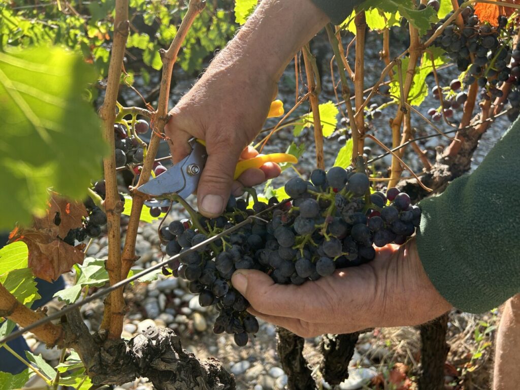 Les vendanges en Provence annoncent un millésime rassurant