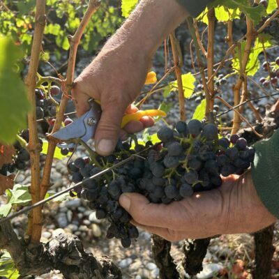 Les vendanges en Provence annoncent un millésime rassurant