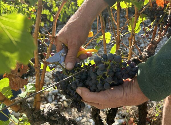 Les vendanges en Provence annoncent un millésime rassurant