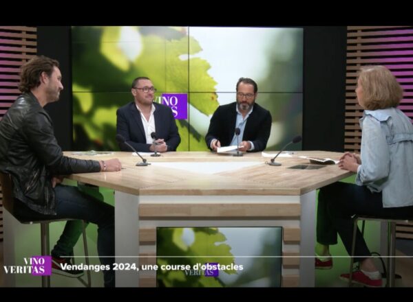 Damien Bielle, Mathieu Doumenge, Xavier Sota et Marjolaine de Coninck sur le plateau de Vino Veritas pour évoquer les vendanges 2024.