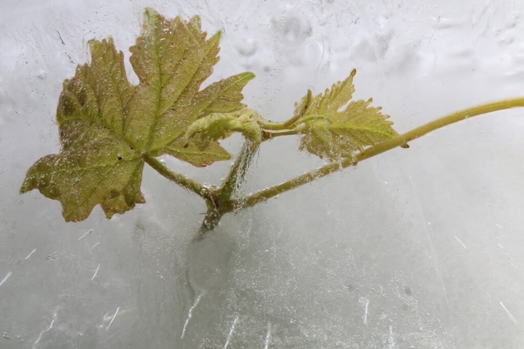 « Feuille de vigne dans la glace » de Christophe Der (France)