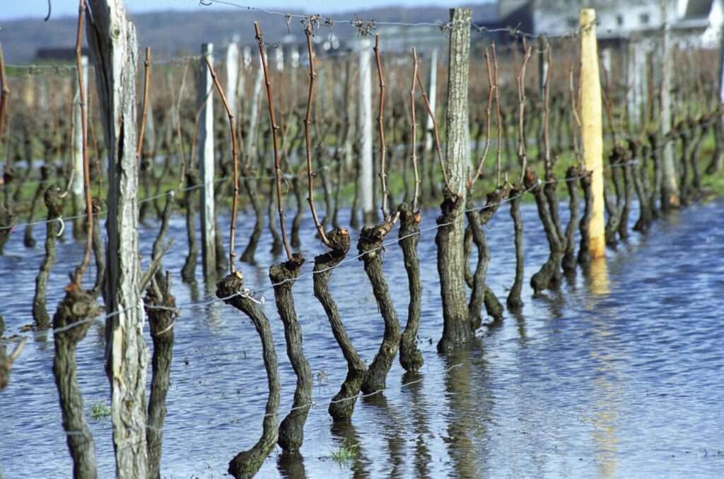 « Vignobles inondés à Bourgueil » de Per Karlsson (Suède / France)