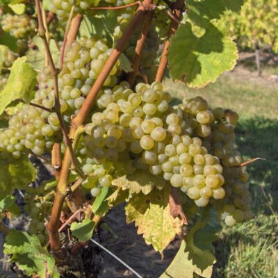 grappe de chenin bourgeuil blanc