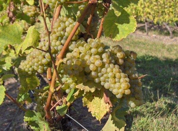 grappe de chenin bourgeuil blanc