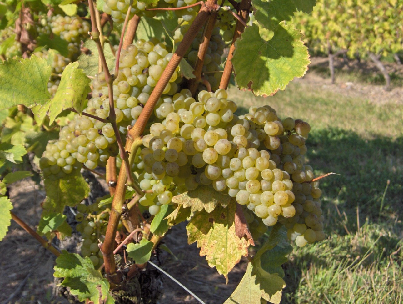 grappe de chenin bourgeuil blanc