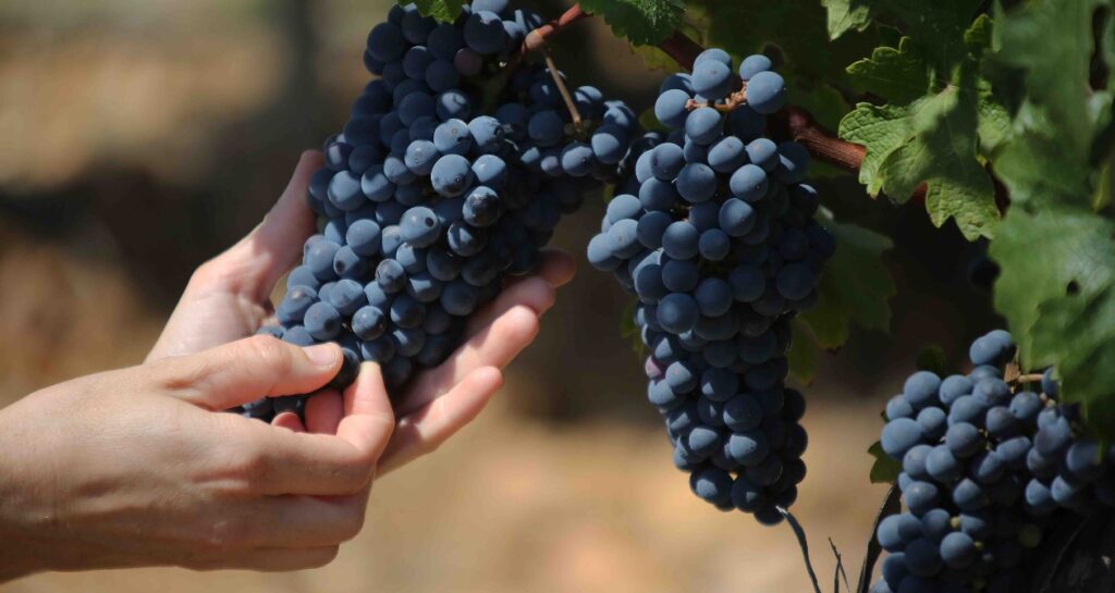 Grappe de raisin pour illustrer l'acidité dans le vin