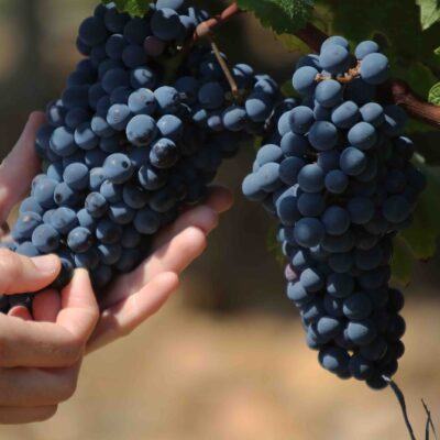 Grappe de raisin pour illustrer l'acidité dans le vin