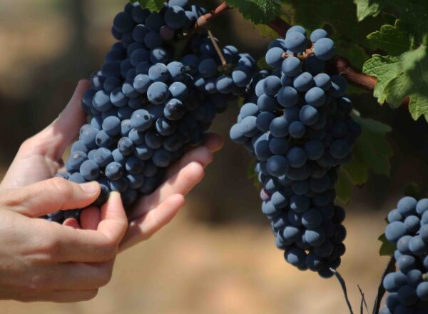 Grappe de raisin pour illustrer l'acidité dans le vin