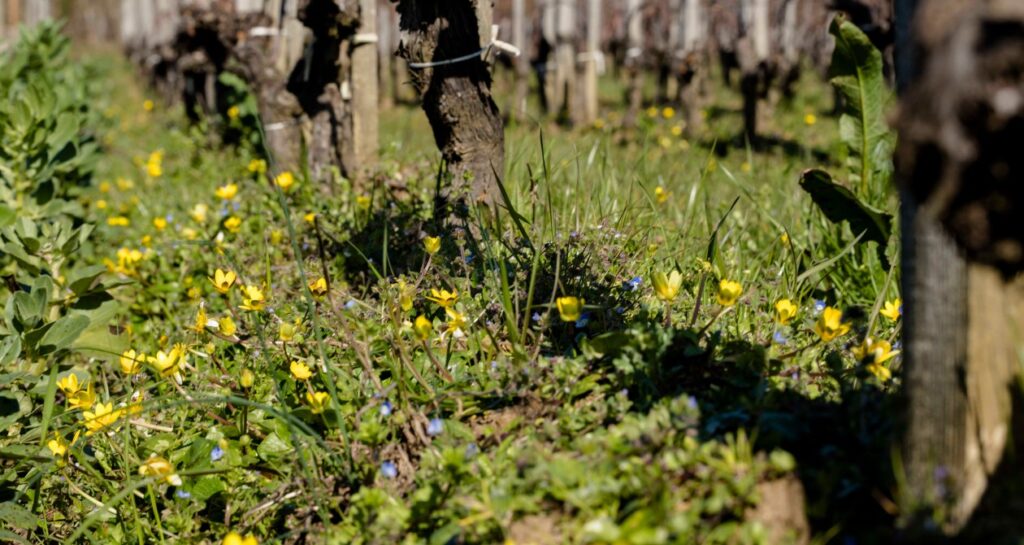 Sol pour illustrer le forum des vins de bordeaux